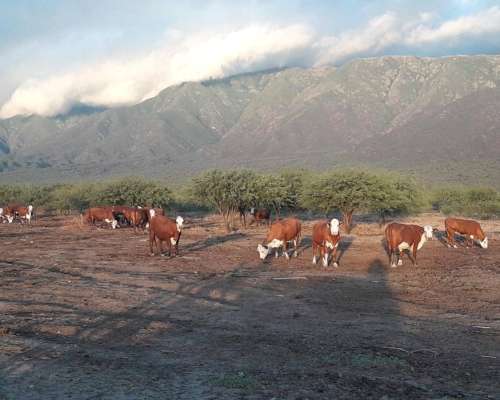 Campo Agricola Ganadero Ferlot en Catamarca