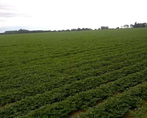 1500 Has Agricolas, Ganadera en Obispo Trejo Cordoba.