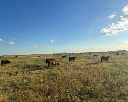Venta de Campo Mixto con Mejoras de Trabajo.
