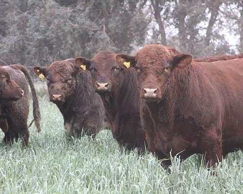 2500 Has Campo Ganadero SUR de Santiago del Estero