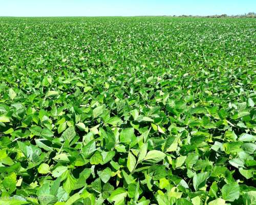 3.500 HA. Agricolas Tobas Santiago del Estero