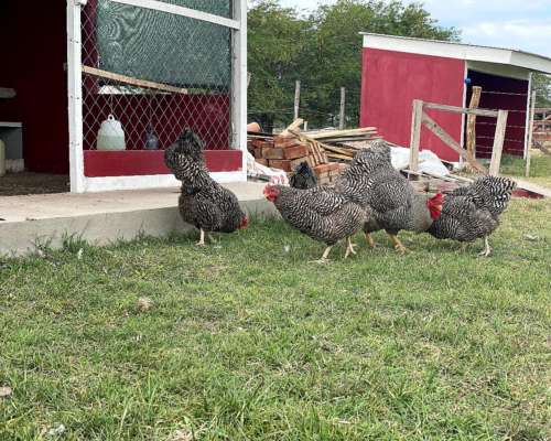Galllinas de Campo Batarazas