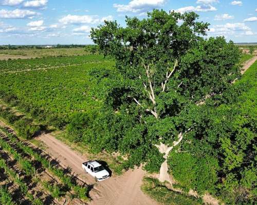 Finca Productiva con Pozo 29 Ha -san Martin - Mendoza