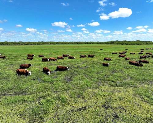 Pcia. de Corrientes - Malvinas 10808 Has