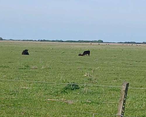 Venta Campo Ganadero 344 Ha - Dolores - Listo P/transferir