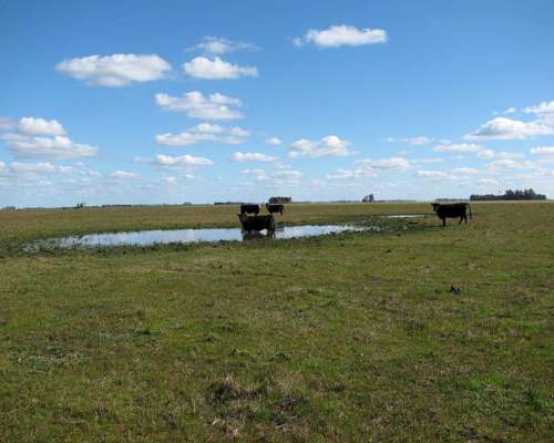 Udaquiola - 405 Ha - Buenos Aires