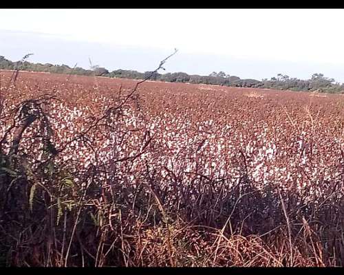 Campo en Loreto, Santiago del Estero