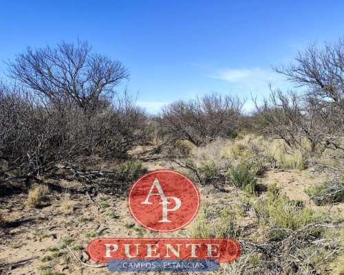 En Venta 6000 HA. Chacharramendi, L.P