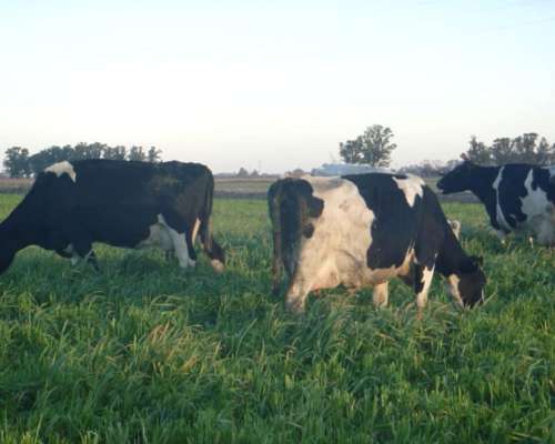 Tambo:comercializamos Rodeos Lecheros Holando y SUS Cruzas