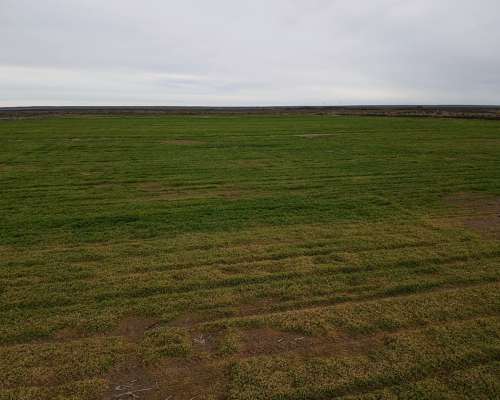 Viedma- 650 Ha - Río Negro