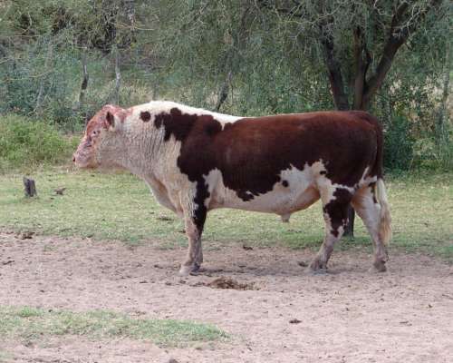 Campo Ganadero Estancia la Esperanza