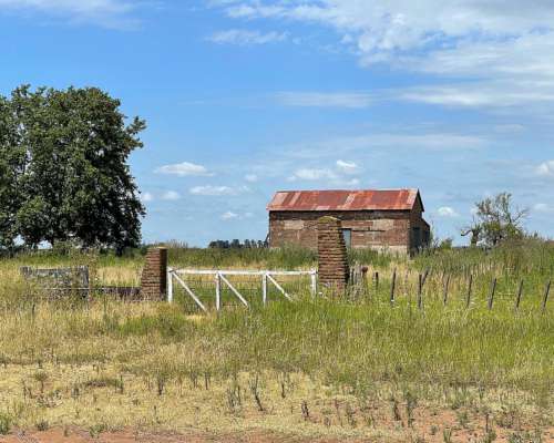 Campo en Alquiler Mixto 180 Has. en Bolivar