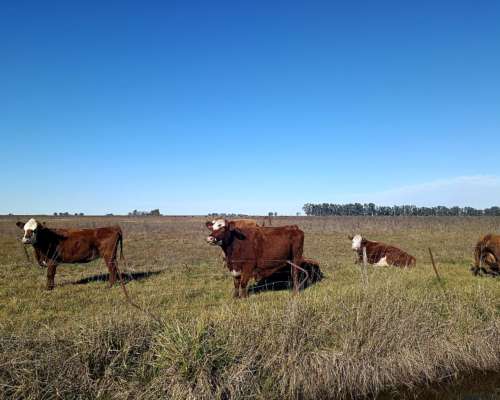 608 HA, Mixto, Azul