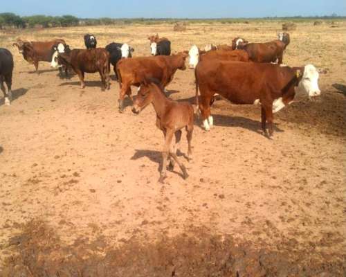 Venta de Campo Galeliano