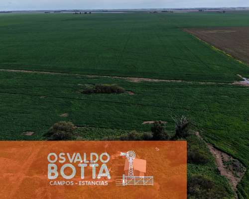 Campo Mixto en Venta, 800has en Coronel Dorrego, BS AS