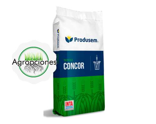 Semilla de Triticale Concor - Semillero Produsem