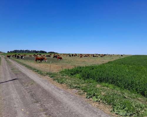Entre Rios , Nogoya 700 Hectareas Mixtas