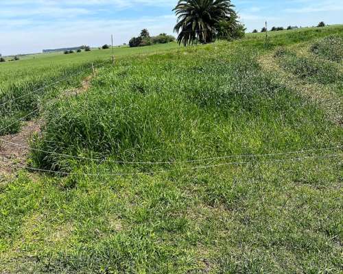 178 Has Agricolas Cultivos Soja Maíz Trigo Alfalfa