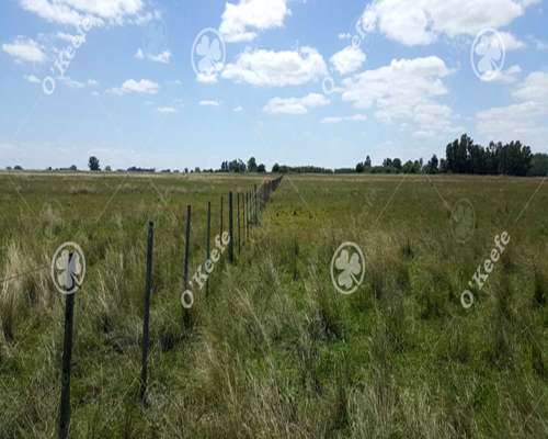 Campo en Venta de 450 Has en Magdalena. Ganadero