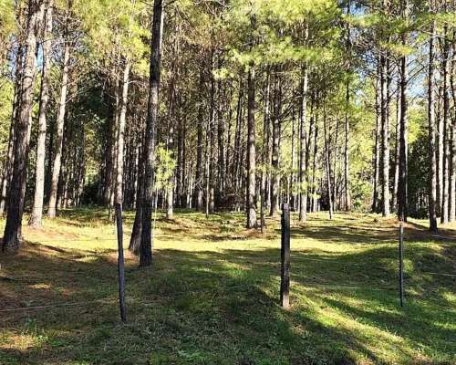 Campo Ganadero Forestal. 215 Ha con 120 Ha de Pino 15 Años