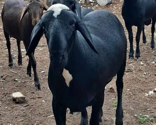 Carneros PPC Raza Santa Ines, Disponibles