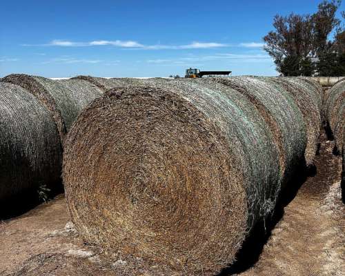 Rollos de Alfalfa Cutteados