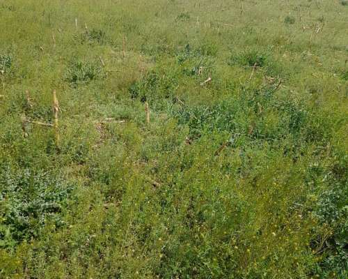 Vendo Campo Agricola Zona Villa Valeria-buena Esperanza