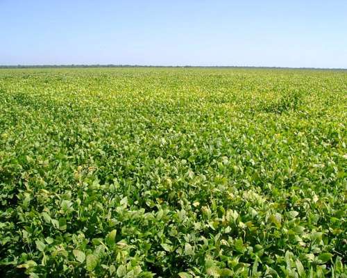 Agrícola Campo en Siembra Directa Excelente Zona de Chaco
