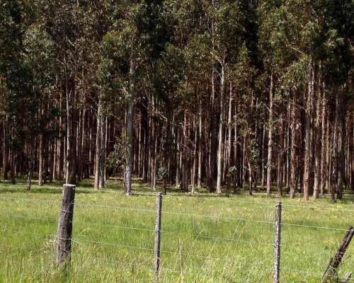 110 Ha Forestales Necochea