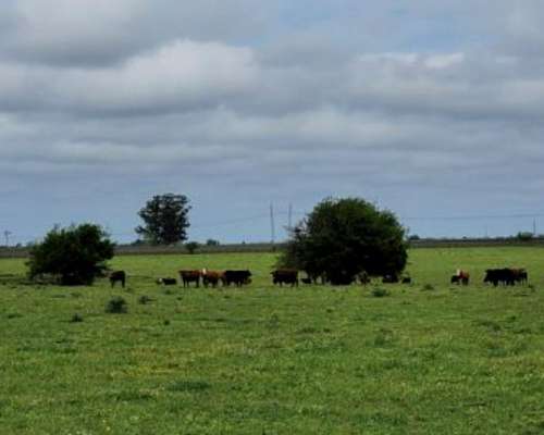 225 Ha en Ubajay - Dto. Colón. Entre Ríos