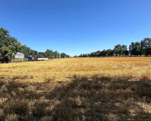 Campo Mixto de 250 Hectáreas