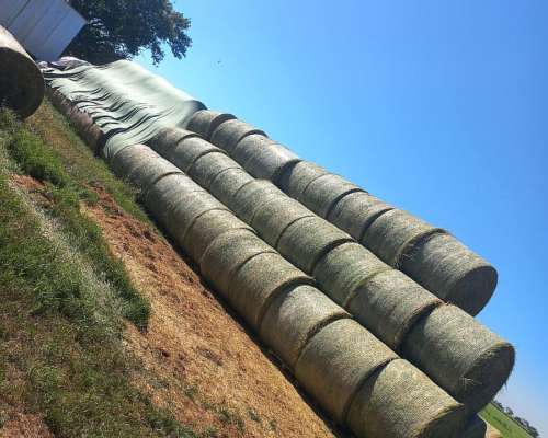 Rollos Alfalfa Calidad Certificada