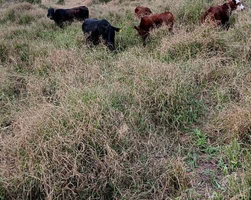 En Venta Campo Mixto Oportunidad de Inversión y Rentabilidad