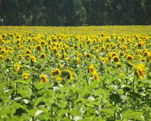 370 Has Agricolas Loberia, BS AS