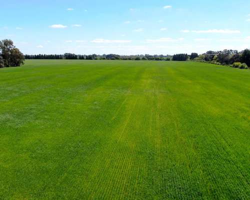 74 Has en Campana, BS. AS. - Agrícola/desarrollo - Venta