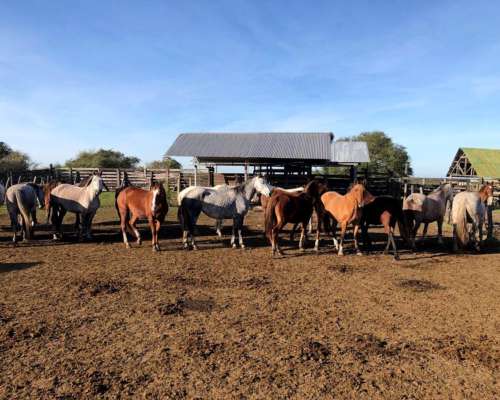 Curuzú Cuatiá, Corrientes - 2.502 Ha