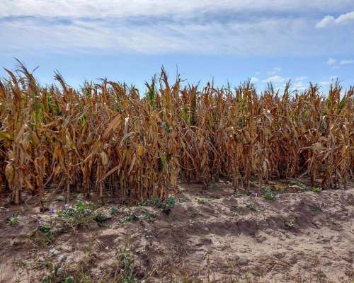 Pcia. de Cordoba - Lozada 72 Ha