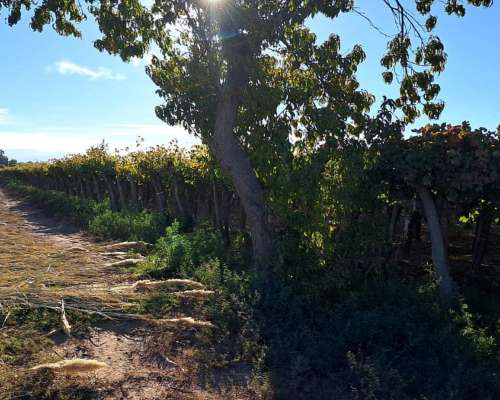 Vendo o Alquilo Finca en Santa Lucía, San Juan