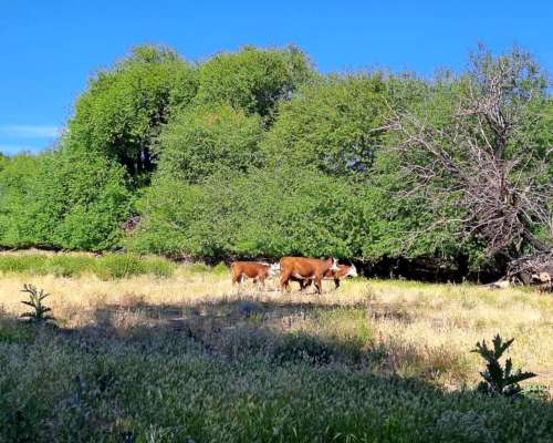 Gualjaina, Cushamen, Chubut - 2.501 Ha