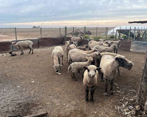 Vendo Lote de Ovejas