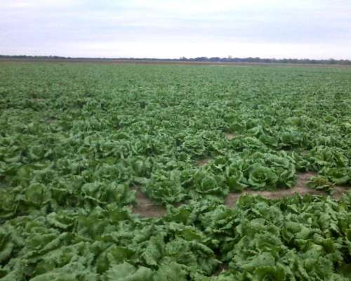 Campo de 250 Has con Riego - Bajó el Precio a U$S 2900