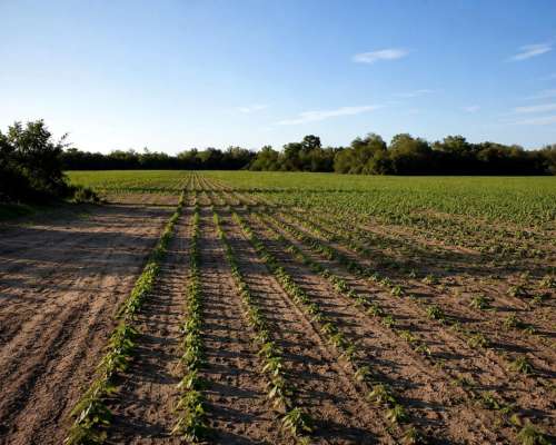 Campo Agricola - 107 Hectareas - Villa Angela