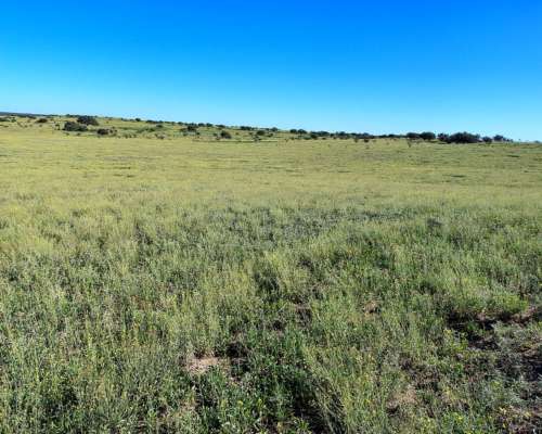 600ha en Abramo la Pampa