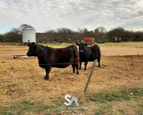 Vende: Campo Ganadero de 2010 Hectáreas en General Acha, DEP