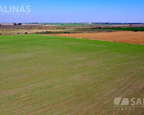 310 Has - Campo Mixto de Relive Ondulado