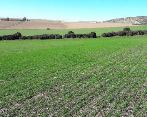 Balcarce, Buenos Aires - 118 Ha
