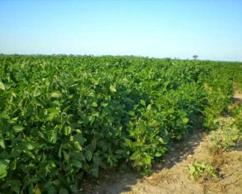 Venta. 600 Has Agricolas en Guemes (chaco)