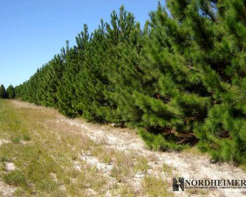 Concepción, Corrientes - 2.793 Ha