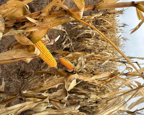 3200 Ha en Anguil