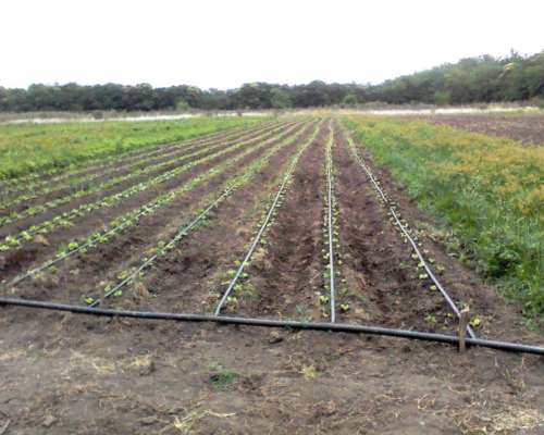 Chacra de 1 a 2.7 Ha Mercedes Prov. - BS AS